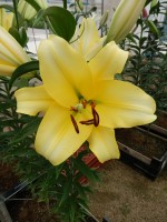 [4420 PO20 Outback No02.JPG]